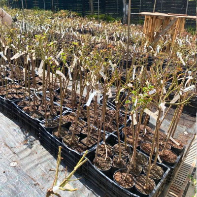 Роза Штамбовая Леонардо Да Винчи Роза Штамбовая Леонардо Да Винчи - Dolina-Sad.Ru