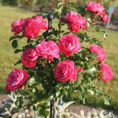 Роза Штамбовая Моин Моин Роза Штамбовая Моин Моин - Dolina-Sad.Ru