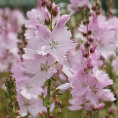 Сидальцея мальвоцветковая Элси Хью Сидальцея мальвоцветковая Элси Хью - Dolina-Sad.Ru