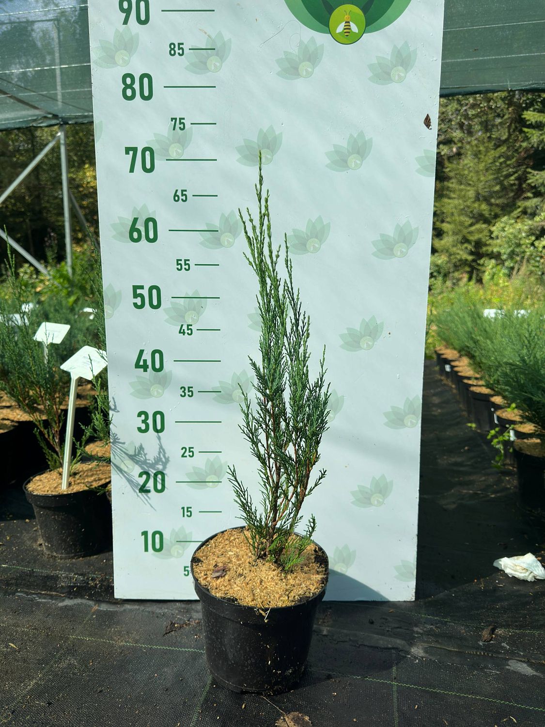 Можжевельник скальный Скайрокет, С3 - Dolina-Sad.Ru