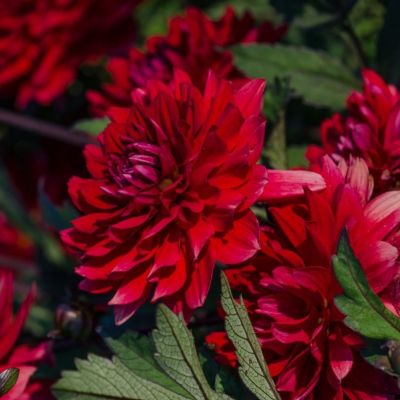 Георгина Карма Амора - Dolina-Sad.Ru