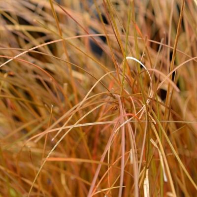 Осока Власовидная Бронз Форм Осока Власовидная Бронз Форм фото