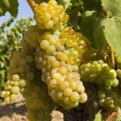 Виноград Бристоль мускат Виноград Бристоль мускат фото