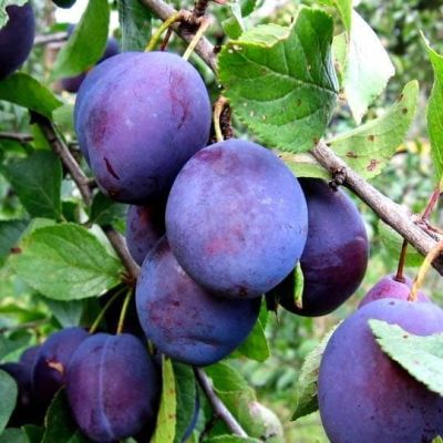 Слива Чернослив фото