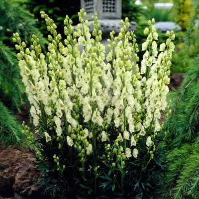 Аконит клобучковый Альбум - Dolina-Sad.Ru