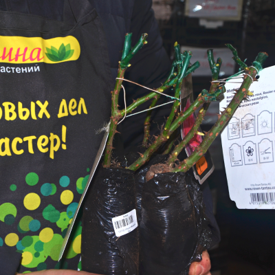 Роза Модерн Арт Роза Модерн Арт - Dolina-Sad.Ru