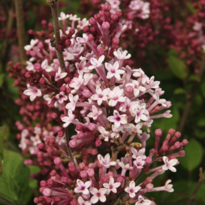 Сирень гибридная Джози - Dolina-Sad.Ru