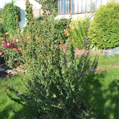 Ива вавилонская Криспа Ива вавилонская Криспа - Dolina-Sad.Ru