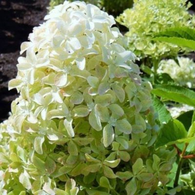 Гортензия метельчатая Мэджикал Лайм Спаркл, С3 - Dolina-Sad.Ru