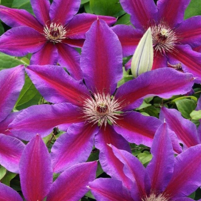 Клематис Фаерворкс, С2 Клематис Фаерворкс, С2 фото