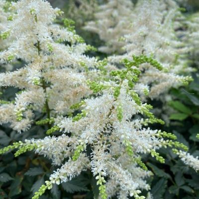 Астильба гибридная Изи Лисенинг - Dolina-Sad.Ru