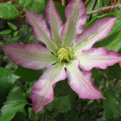 Клематис Фрау Сюзан Клематис Фрау Сюзан фото