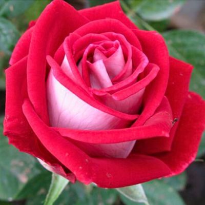 Роза Николь - Dolina-Sad.Ru