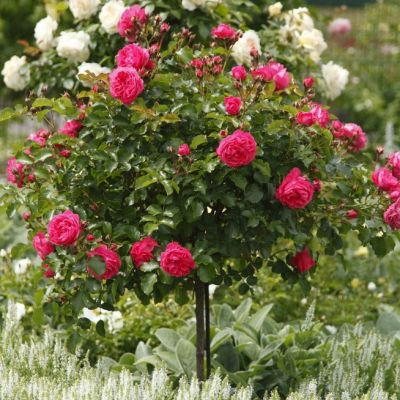 Роза Штамбовая Моин Моин Роза Штамбовая Моин Моин - Dolina-Sad.Ru