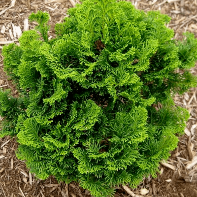 Кипарисовик туполистный Мероке Кипарисовик туполистный Мероке фото