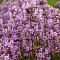 Лаванда узколистная Розеа Лаванда узколистная Розеа фото