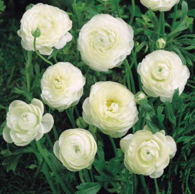 Ранункулюс Вайт Ранункулюс Вайт фото