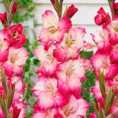 Гладиолус Шанна Гладиолус Шанна фото