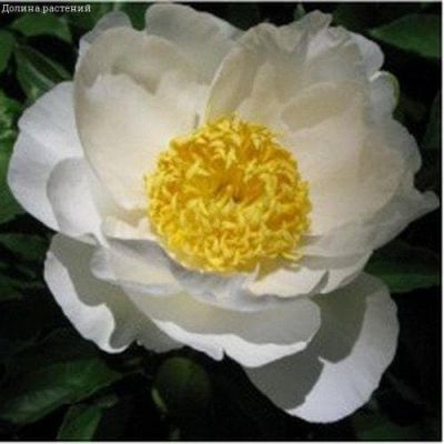 Пион Жан Ван Льюен фото