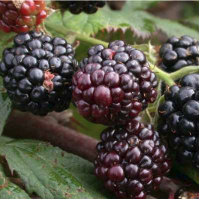 Ежевика Техас Ежевика Техас - Dolina-Sad.Ru