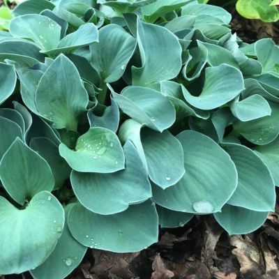 Хоста Блю Маус Эарс Хоста Блю Маус Эарс фото