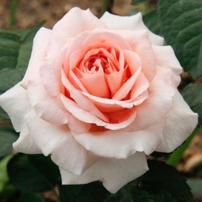 Роза Шантелла - Dolina-Sad.Ru