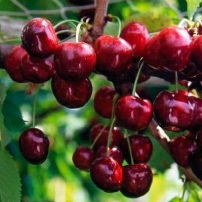 Черешня Сюбаровская фото