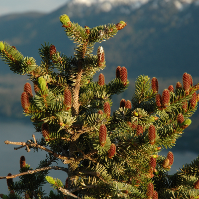 Ель ситхинская, С2 - Dolina-Sad.Ru