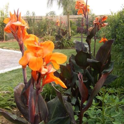 Канна Вайоминг - Dolina-Sad.Ru