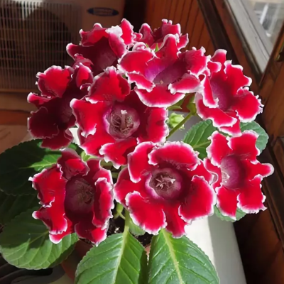 Глоксиния Аванти красная с белым краем F1 Глоксиния Аванти красная с белым краем F1 фото