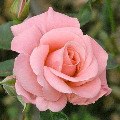 Роза Кортуна Роза Кортуна - Dolina-Sad.Ru