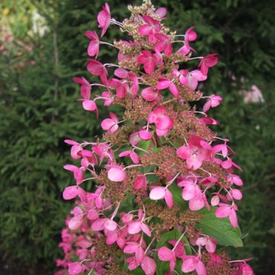 Гортензия метельчатая Руби, С2 Гортензия метельчатая Руби, С2 - Dolina-Sad.Ru