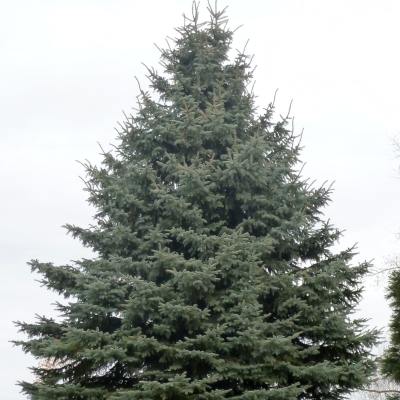 Ель ситхинская, С2 - Dolina-Sad.Ru