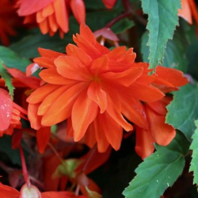 Бегония Беллекония Хот Оранж Бегония Беллекония Хот Оранж - Dolina-Sad.Ru
