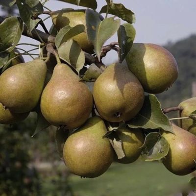 Груша Дюймовочка Груша Дюймовочка - Dolina-Sad.Ru