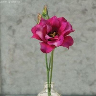 Эустома Мариачи кармин Махровые Эустома Мариачи кармин Махровые фото