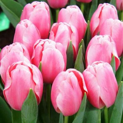 Тюльпан Джамбо Бьюти Тюльпан Джамбо Бьюти фото