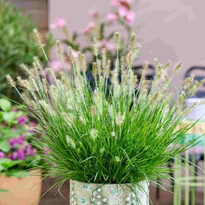 Пеннисетум лисохвостный Тайни Твинглер Пеннисетум лисохвостный Тайни Твинглер - Dolina-Sad.Ru