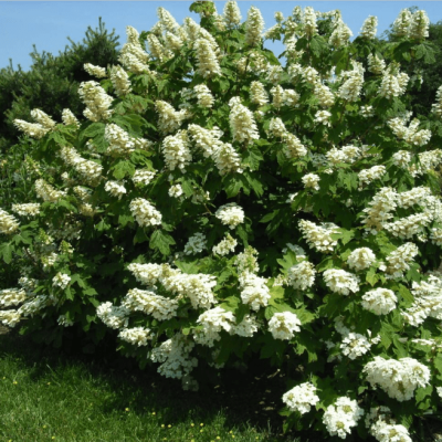 Гортензия дуболистная Алиса Гортензия дуболистная Алиса фото