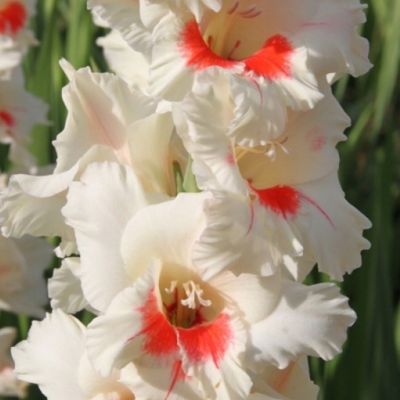 Гладиолус Коттон Кэнди Гладиолус Коттон Кэнди - Dolina-Sad.Ru