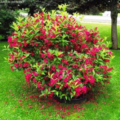 Вейгела Ред Принц Вейгела Ред Принц фото