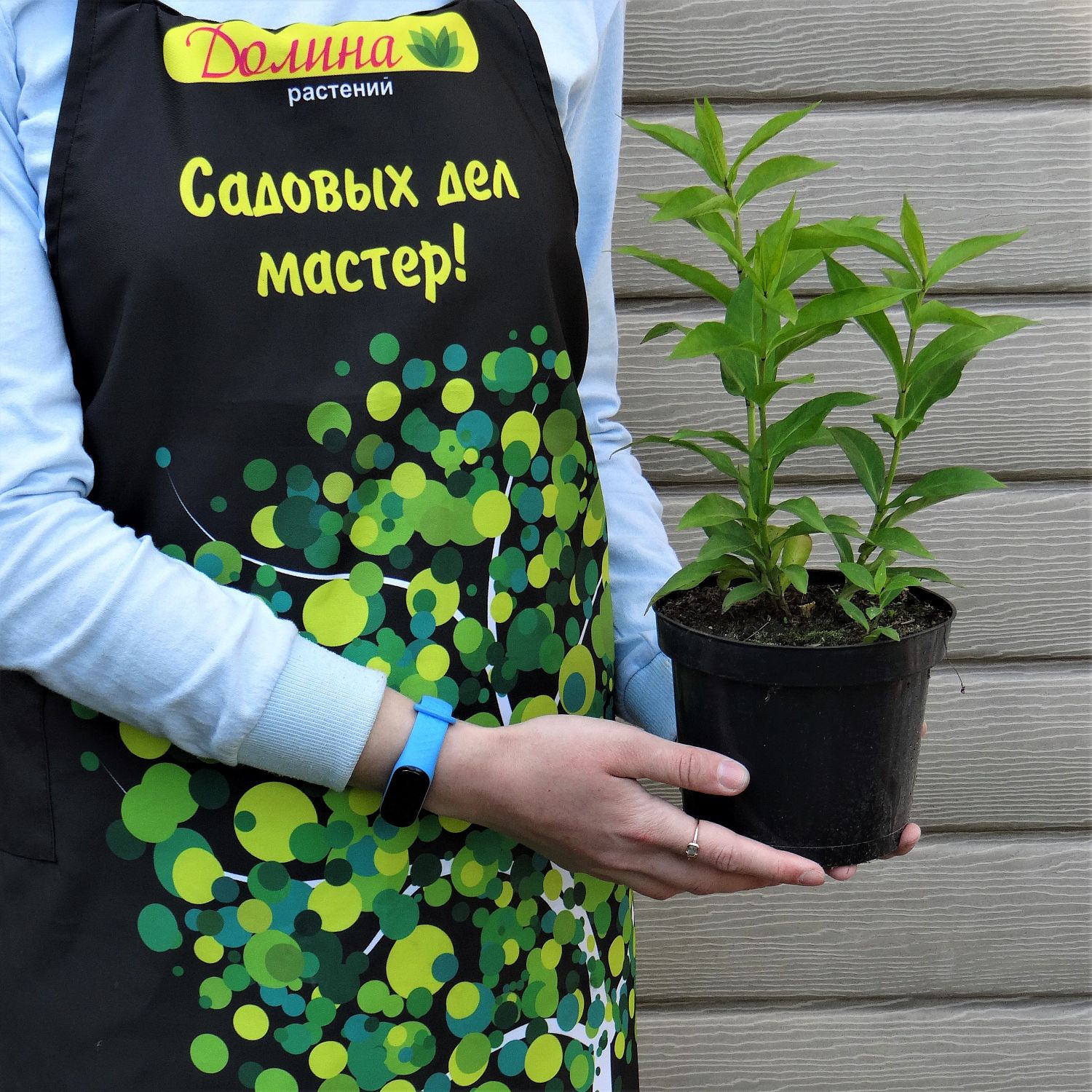 Флокс метельчатый Мисс Пеппер Флокс метельчатый Мисс Пеппер фото