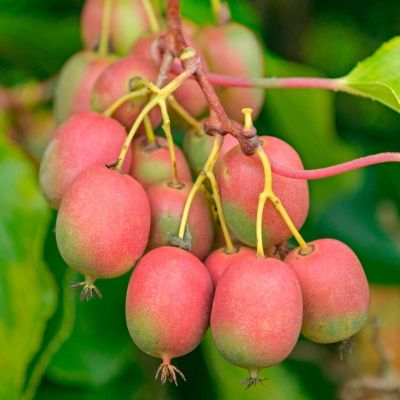 Актинидия аргута Ананасная Актинидия аргута Ананасная - Dolina-Sad.Ru