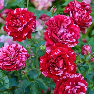 Роза Дип Импрейшн Роза Дип Импрейшн - Dolina-Sad.Ru