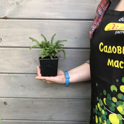 Ель Литл Джем фото