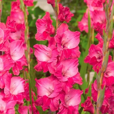 Гладиолус Фэйритейл Пинк Гладиолус Фэйритейл Пинк - Dolina-Sad.Ru