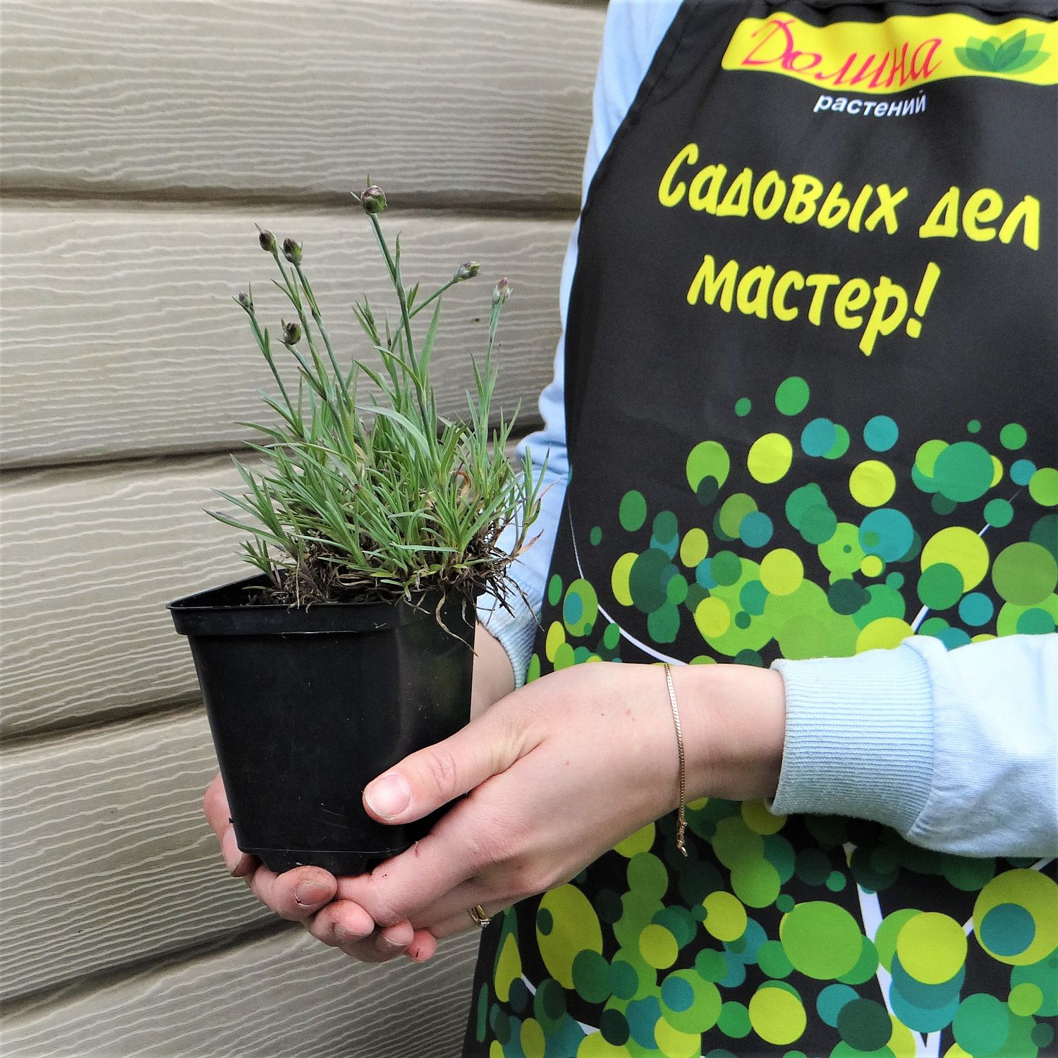 Гвоздика перистая Мэджик Гвоздика перистая Мэджик фото