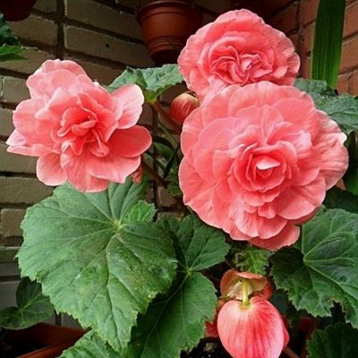 Бегония Вумми Апфельблют Бегония Вумми Апфельблют - Dolina-Sad.Ru