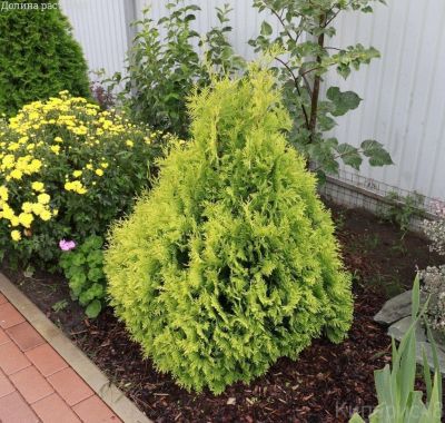 Туя складчатая Корник Туя складчатая Корник фото