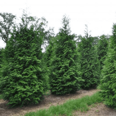 Туя складчатая Мартин, С2 - Dolina-Sad.Ru